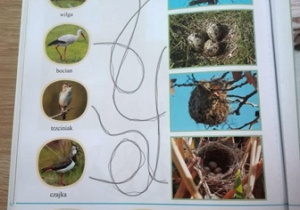 Kuba F. - Karta pracy ptaki i ich gniazda